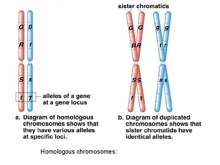 Homologous chromosomes: 