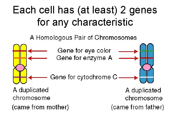 Each cell has (at least) 2 genes for any characteristic 