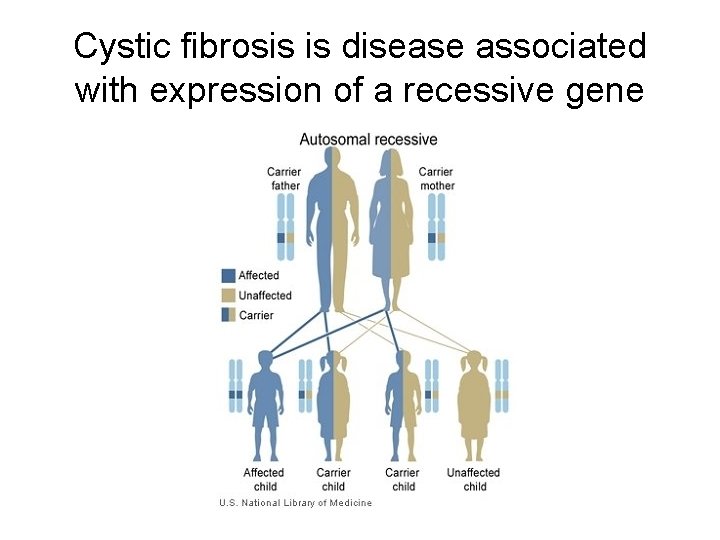 Cystic fibrosis is disease associated with expression of a recessive gene 