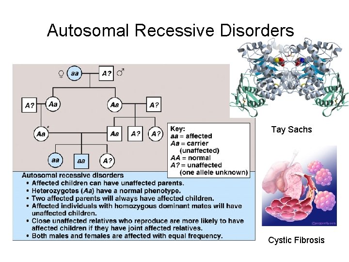 Autosomal Recessive Disorders Tay Sachs Cystic Fibrosis 