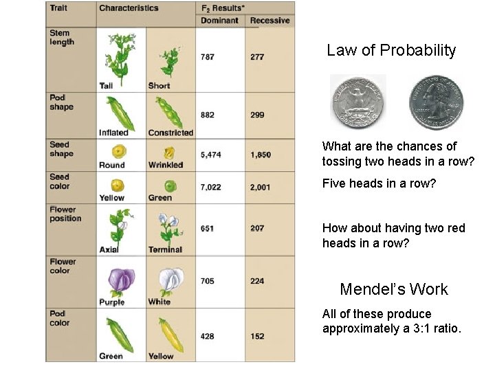 Law of Probability What are the chances of tossing two heads in a row?