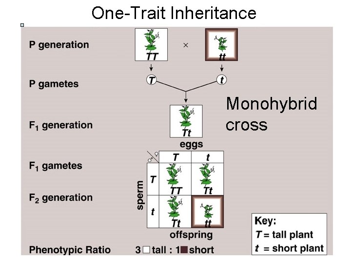 One-Trait Inheritance Monohybrid cross One-Trait Inheritance Monohybrid cross