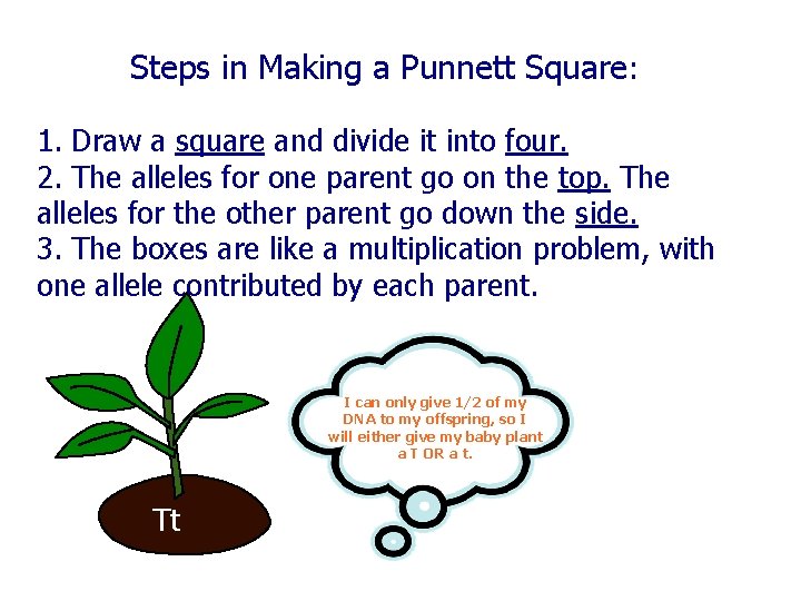 Steps in Making a Punnett Square: 1. Draw a square and divide it into