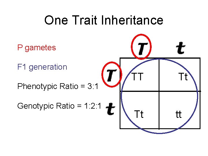 One Trait Inheritance P gametes F 1 generation Phenotypic Ratio = 3: 1 Genotypic