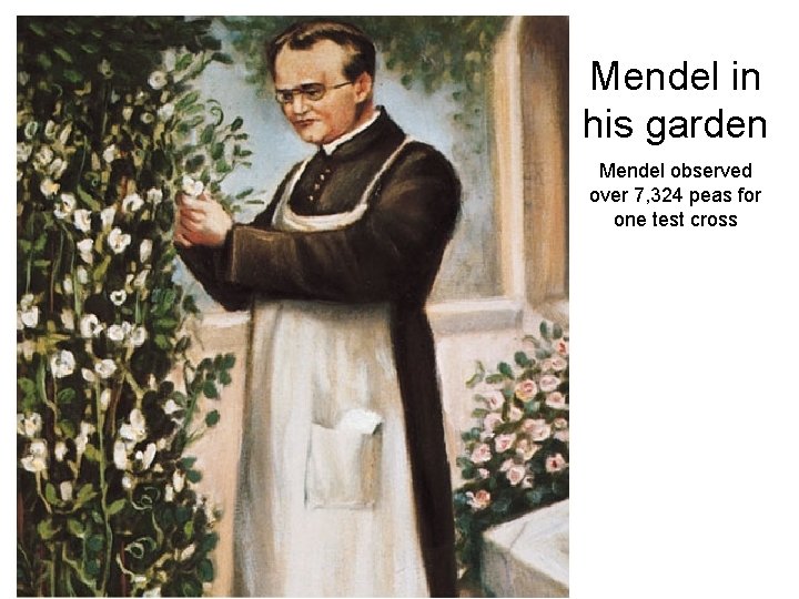 Mendel in his garden Mendel observed over 7, 324 peas for one test cross