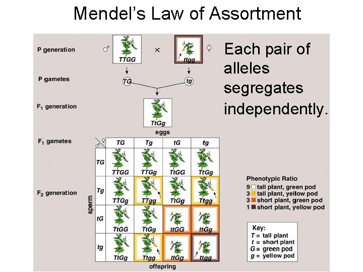 Mendel’s Law of Assortment Each pair of alleles segregates independently. 