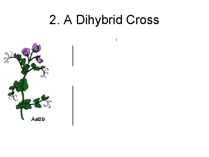 2. A Dihybrid Cross 