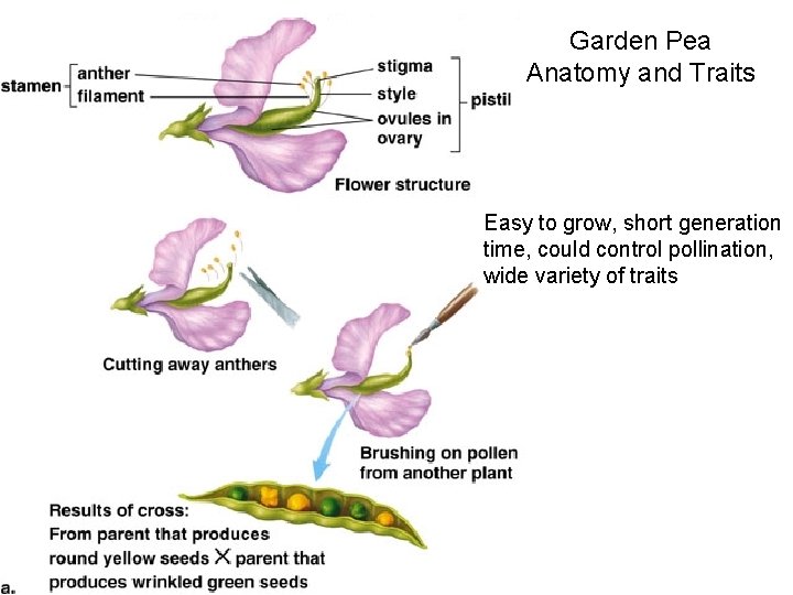 Garden Pea Anatomy and Traits Easy to grow, short generation time, could control pollination,