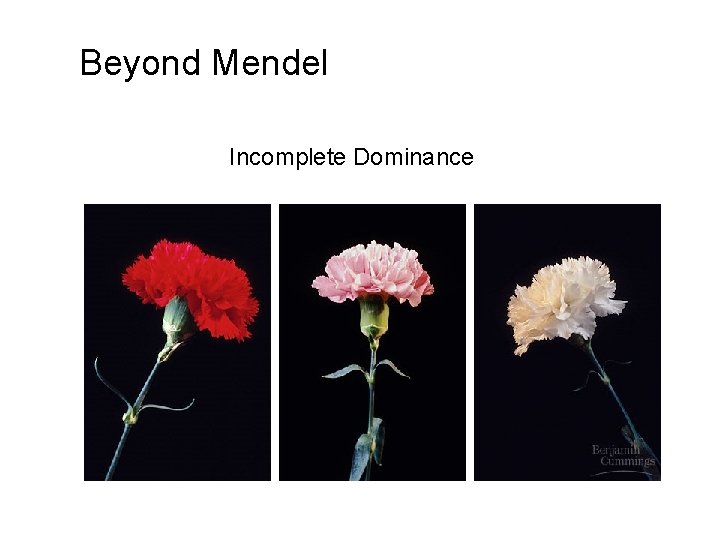 Beyond Mendel Incomplete Dominance 