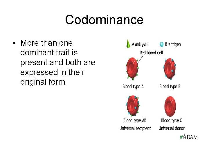 Codominance • More than one dominant trait is present and both are expressed in