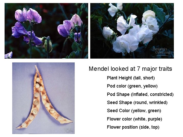 Mendel looked at 7 major traits Plant Height (tall, short) Pod color (green, yellow)