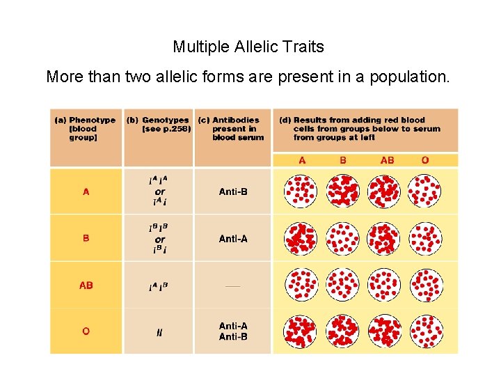 Multiple Allelic Traits More than two allelic forms are present in a population. 