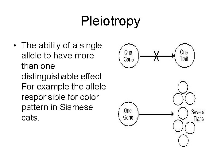 Pleiotropy • The ability of a single allele to have more than one distinguishable