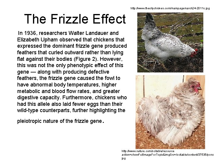 http: //www. thecitychicken. com/mainpagemarch 24 -2011 c. jpg The Frizzle Effect In 1936, researchers