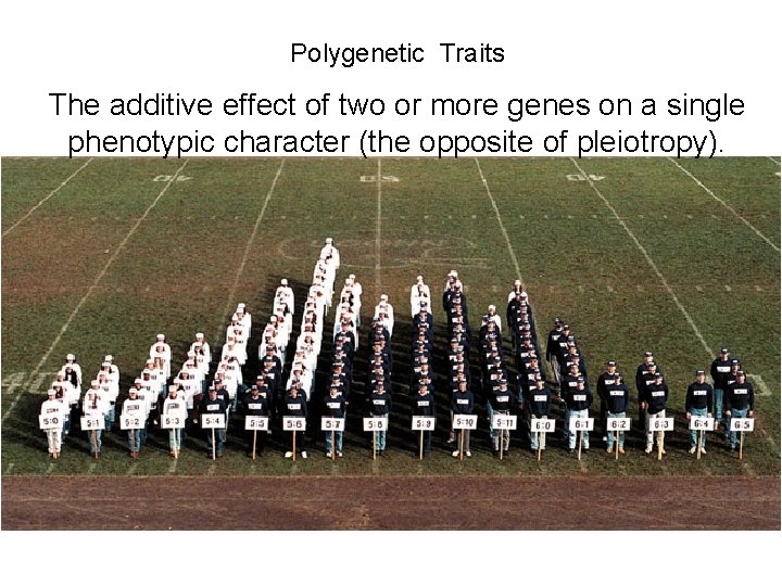 Polygenetic Traits The additive effect of two or more genes on a single phenotypic