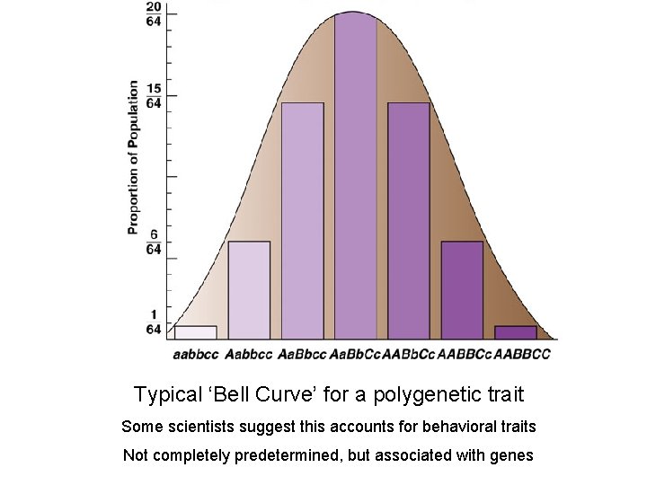 Typical ‘Bell Curve’ for a polygenetic trait Some scientists suggest this accounts for behavioral