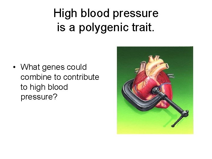 High blood pressure is a polygenic trait. • What genes could combine to contribute