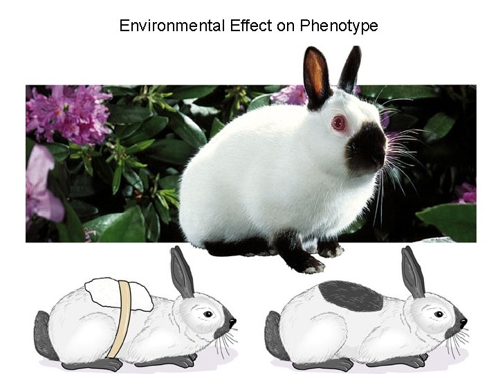 Environmental Effect on Phenotype 