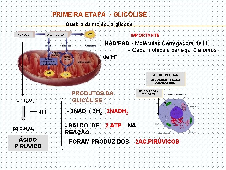CADEIA RESPIRATRIA ETAPAS DA RESPIRAO CELULAR I GLICLISE