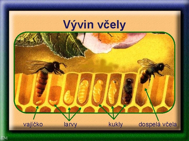 Vývin včely vajíčko larvy kukly dospelá včela Vývin včely vajíčko larvy kukly dospelá včela