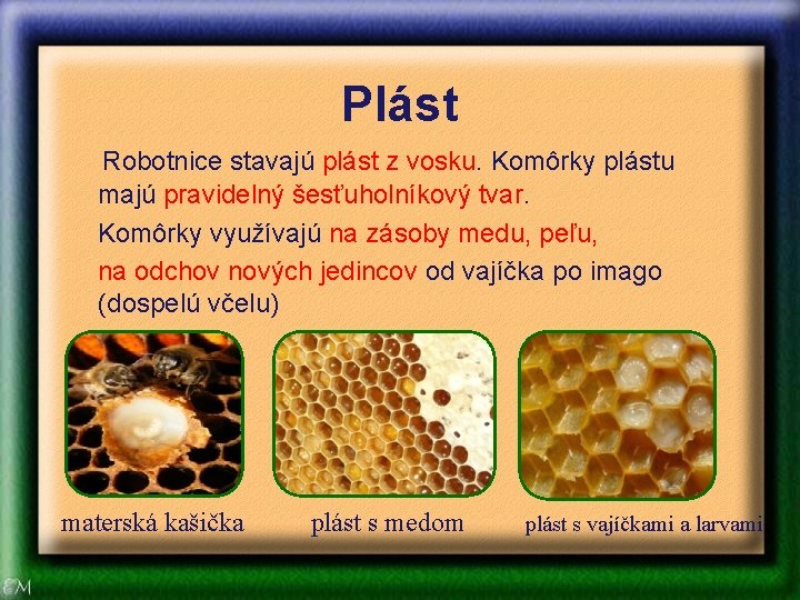 Plást Robotnice stavajú plást z vosku. Komôrky plástu majú pravidelný šesťuholníkový tvar. Komôrky využívajú