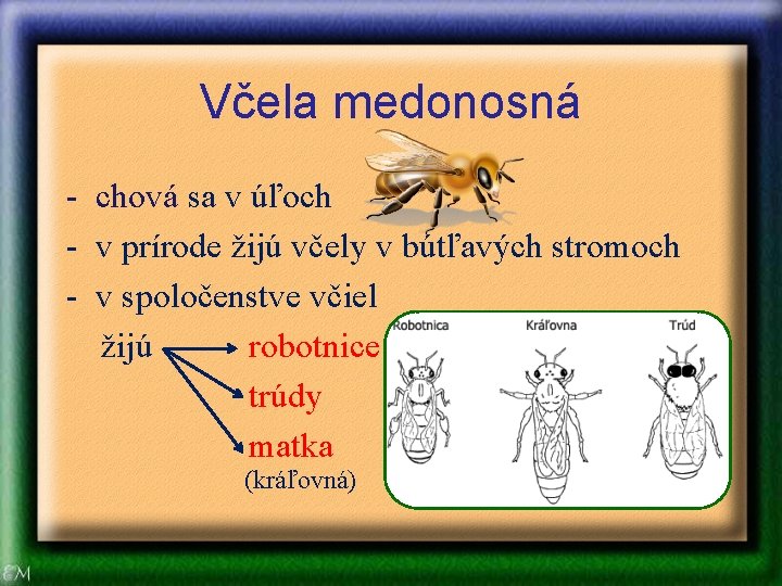 Včela medonosná - chová sa v úľoch - v prírode žijú včely v bútľavých