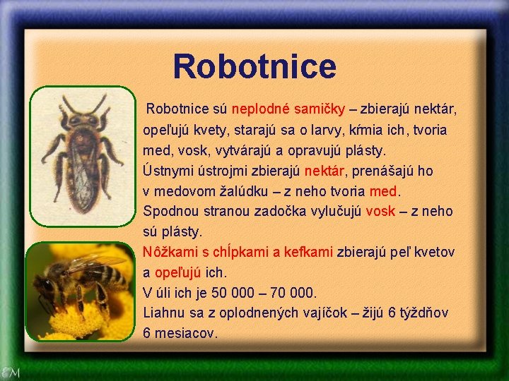 Robotnice sú neplodné samičky – zbierajú nektár, opeľujú kvety, starajú sa o larvy, kŕmia