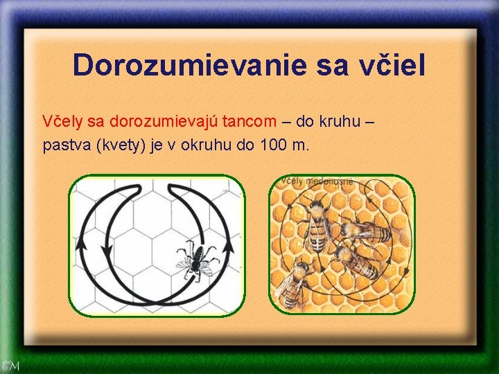 Dorozumievanie sa včiel Včely sa dorozumievajú tancom – do kruhu – pastva (kvety) je