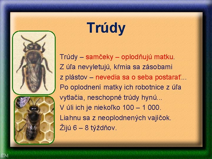 Trúdy – samčeky – oplodňujú matku. Z úľa nevyletujú, kŕmia sa zásobami z plástov