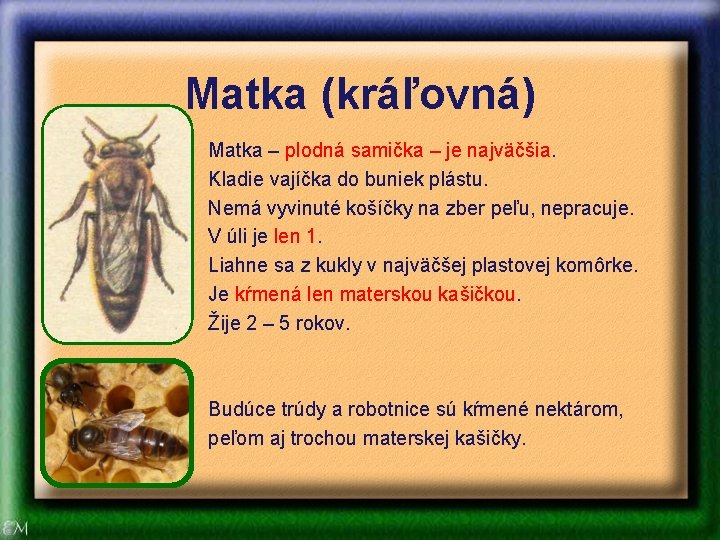 Matka (kráľovná) Matka – plodná samička – je najväčšia. Kladie vajíčka do buniek plástu.