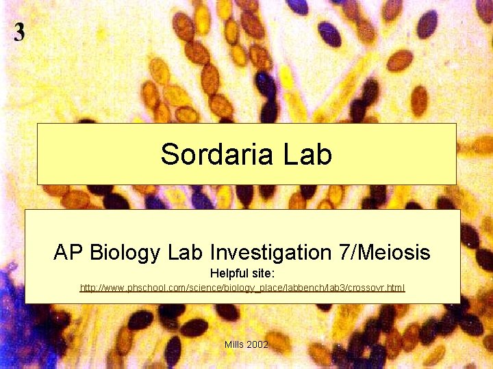 Sordaria Lab AP Biology Lab Investigation 7/Meiosis Helpful site: http: //www. phschool. com/science/biology_place/labbench/lab 3/crossovr.