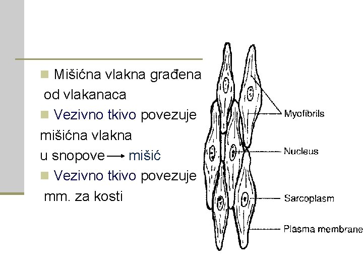 n Mišićna vlakna građena od vlakanaca n Vezivno tkivo povezuje mišićna vlakna u snopove