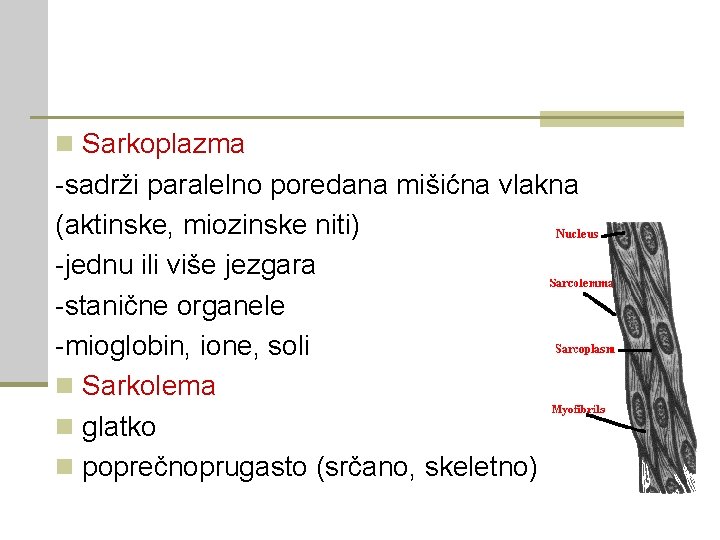 n Sarkoplazma -sadrži paralelno poredana mišićna vlakna (aktinske, miozinske niti) -jednu ili više jezgara