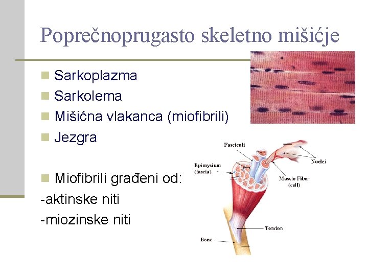 Poprečnoprugasto skeletno mišićje n Sarkoplazma n Sarkolema n Mišićna vlakanca (miofibrili) n Jezgra n