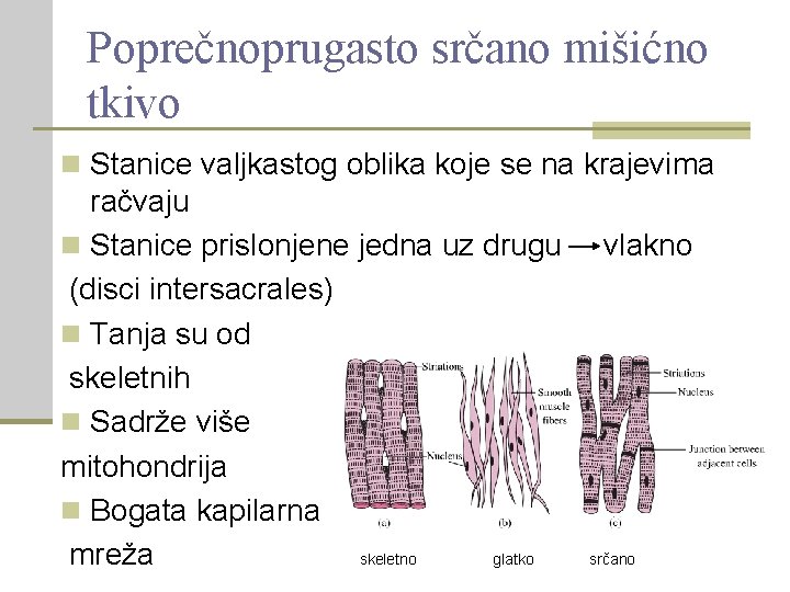 Poprečnoprugasto srčano mišićno tkivo n Stanice valjkastog oblika koje se na krajevima račvaju n