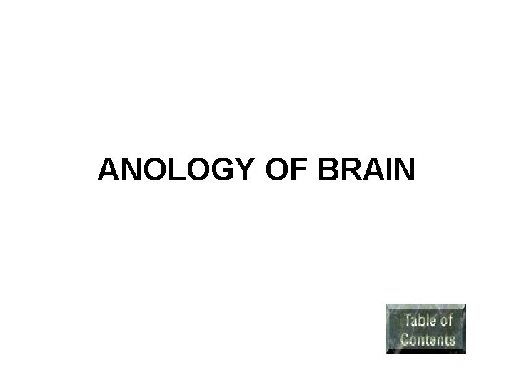 ANOLOGY OF BRAIN 