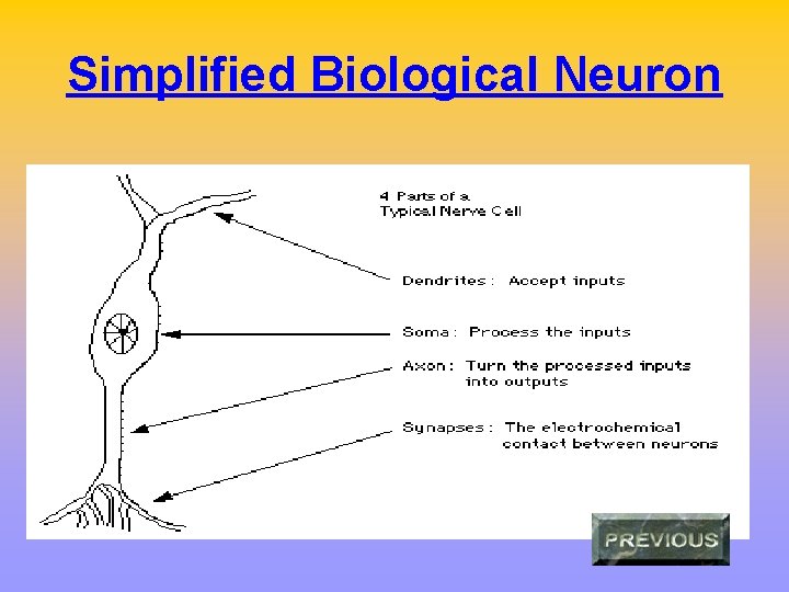 Simplified Biological Neuron 