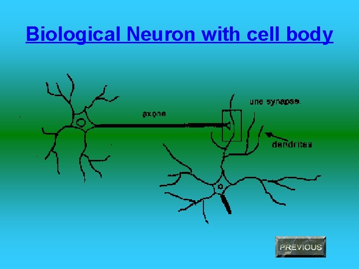 Biological Neuron with cell body 