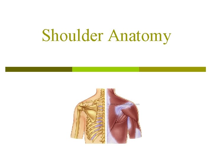 Shoulder Anatomy 