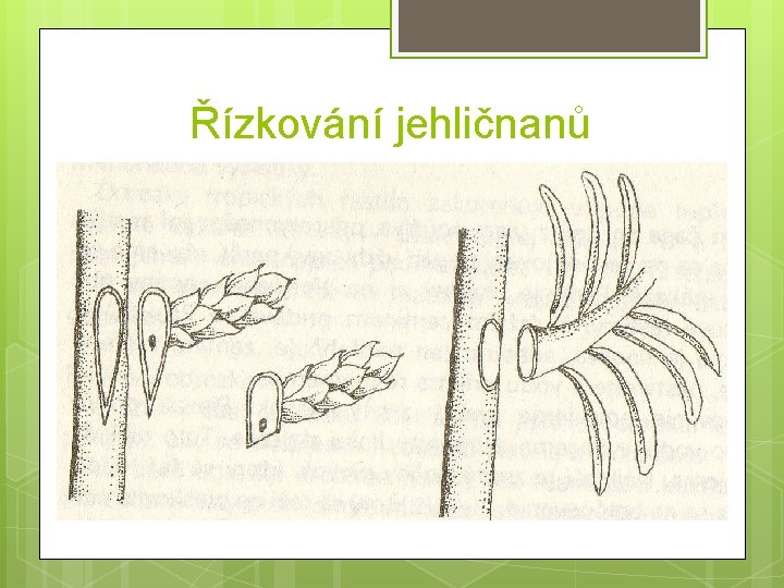 Řízkování jehličnanů 