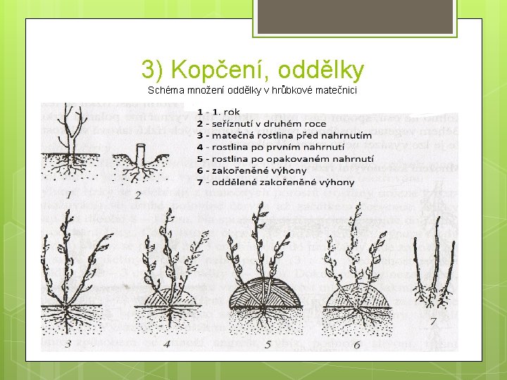 3) Kopčení, oddělky Schéma množení oddělky v hrůbkové matečnici 