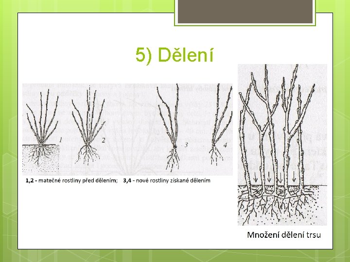 5) Dělení 