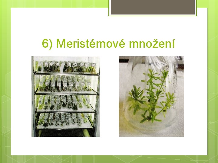 6) Meristémové množení 