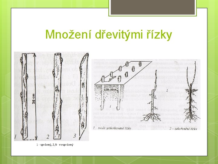 Množení dřevitými řízky 