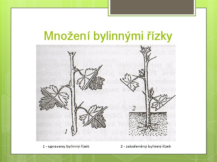 Množení bylinnými řízky 