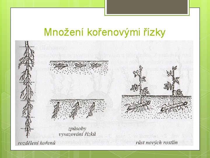 Množení kořenovými řízky 