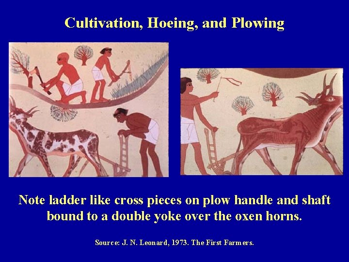 Cultivation, Hoeing, and Plowing Note ladder like cross pieces on plow handle and shaft