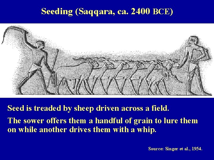 Seeding (Saqqara, ca. 2400 BCE) Seed is treaded by sheep driven across a field.