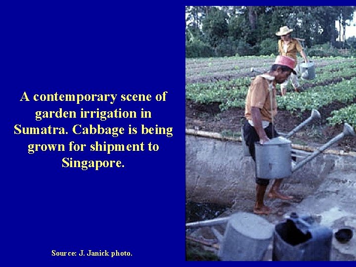 A contemporary scene of garden irrigation in Sumatra. Cabbage is being grown for shipment
