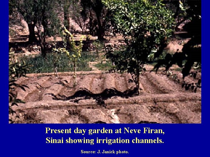 Present day garden at Neve Firan, Sinai showing irrigation channels. Source: J. Janick photo.